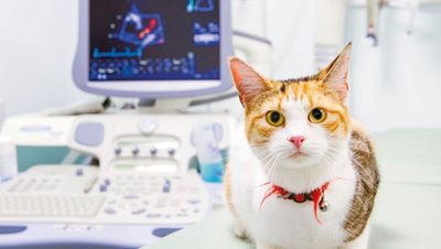 echographie chat