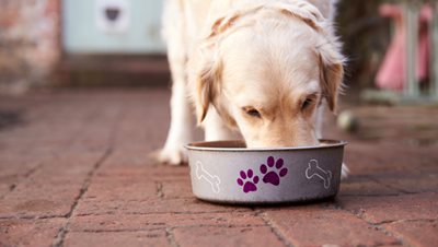 chien qui mange