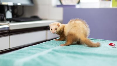 furet